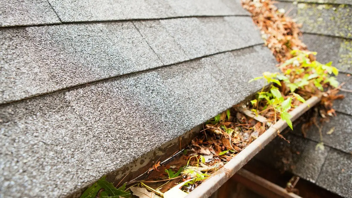 Discover visual signs that your gutters are clogged and why prompt cleaning is crucial for preventing roof damage and water overflow around your home