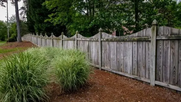 Aging wooden fence with a scalloped top, surrounded by lush landscaping, showcasing natural wear and the need for professional exterior cleaning